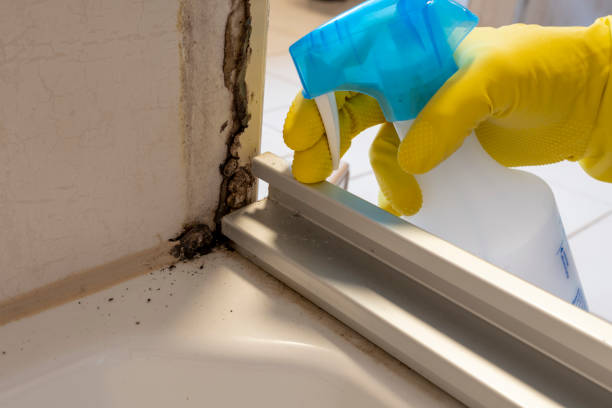 Best Office Mold Removal Services  in Lake Wales, FL