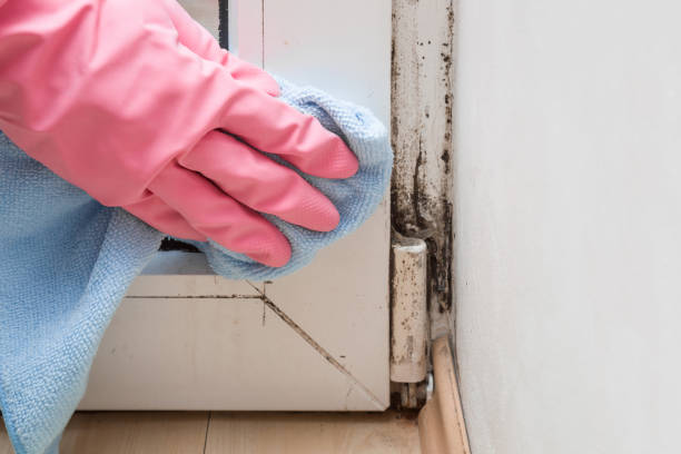 Best Commercial Mold Removal  in Lake Wales, FL